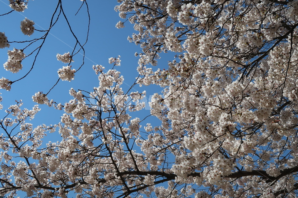 벚꽃,cherryblossom,blossom,꽃,plant,식물,봄,봄꽃,하늘,봄날씨,벚꽃만개,만개,개화,벚꽃개화