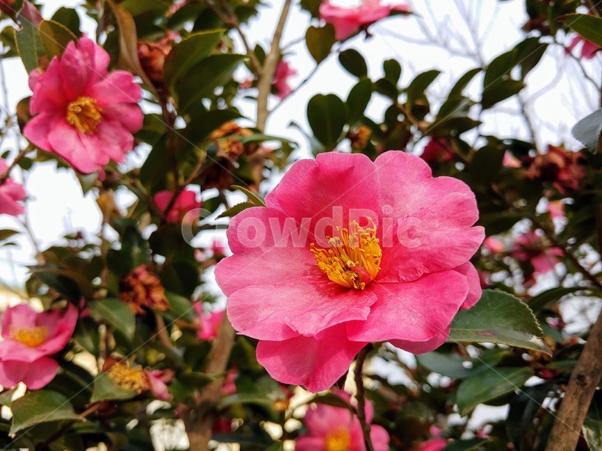 꽃,동백,봄,나무,아름다움,핑크,식물,자연,plants,nature,꽃,flower