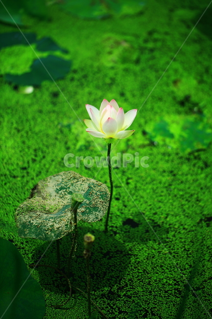 연꽃,수련화,부처님꽃,불교꽃,연못꽃,식물,자연,plants,nature,꽃,flower