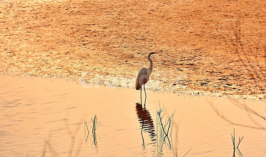 저수지,stork,동물,새,물새