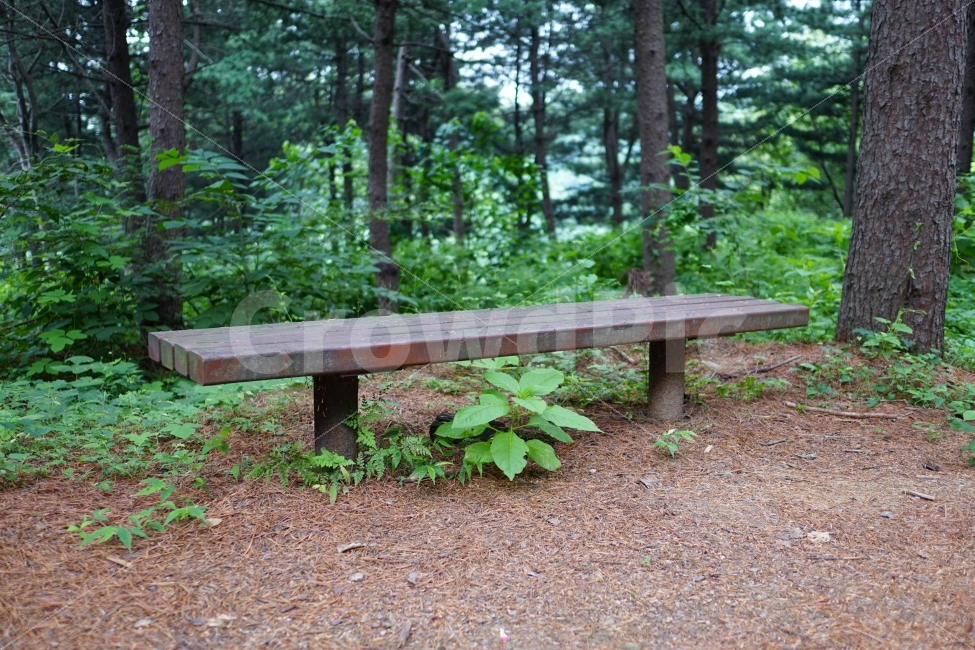 나무,공원,산책로,숲,산,식물,자연,풍경,nature,tree,forest,의자,벤치,휴식,쉼터,여름,summer,녹색,그린,green,color,landscape,계절,season,사물,물건,오브젝트,thing,object,matter