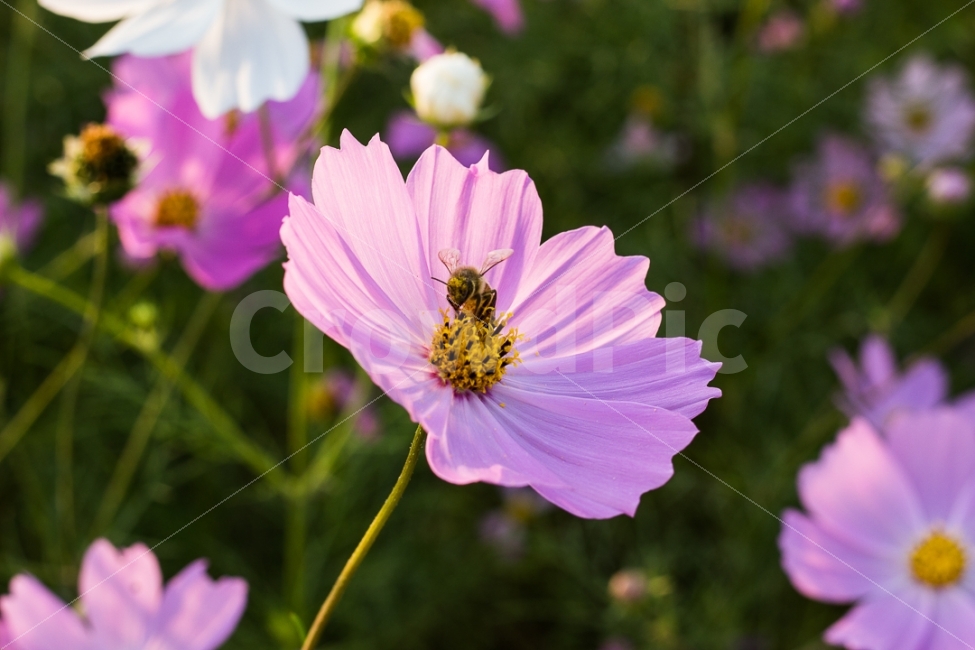 꽃,식물,벌,꿀벌,동물,곤충,자연,코스모스,축제,분위기,natural,Flower,bee,가을,가을,계절,fall,autumn,season,식물,자연,plants,nature,꽃,flower,동물,animal,곤충,벌레,insect,bug,plant