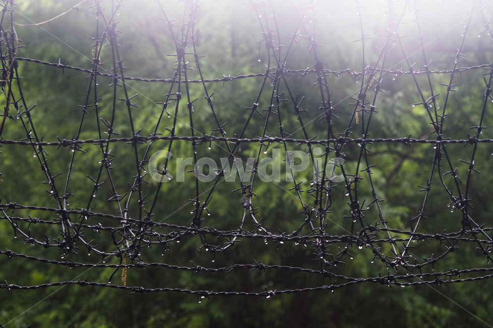 wire,철사,철조망,비온날,비
