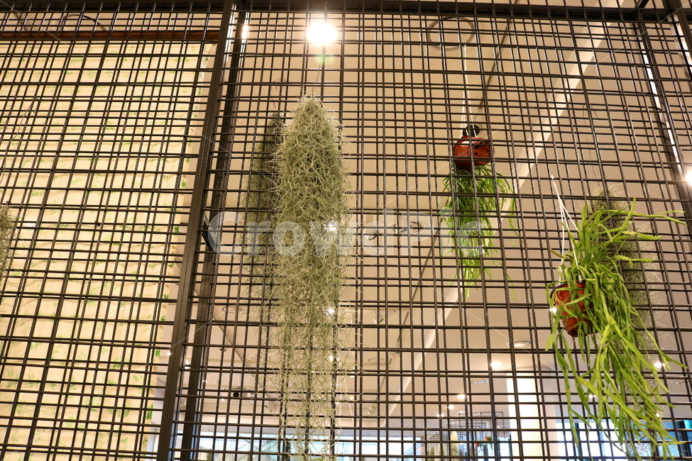 수염탈란드시아,탈란드시아,식물,공기정화식물,열대식물,자연,식물,자연,plants,nature,실내용화초,화분,화초,house plant