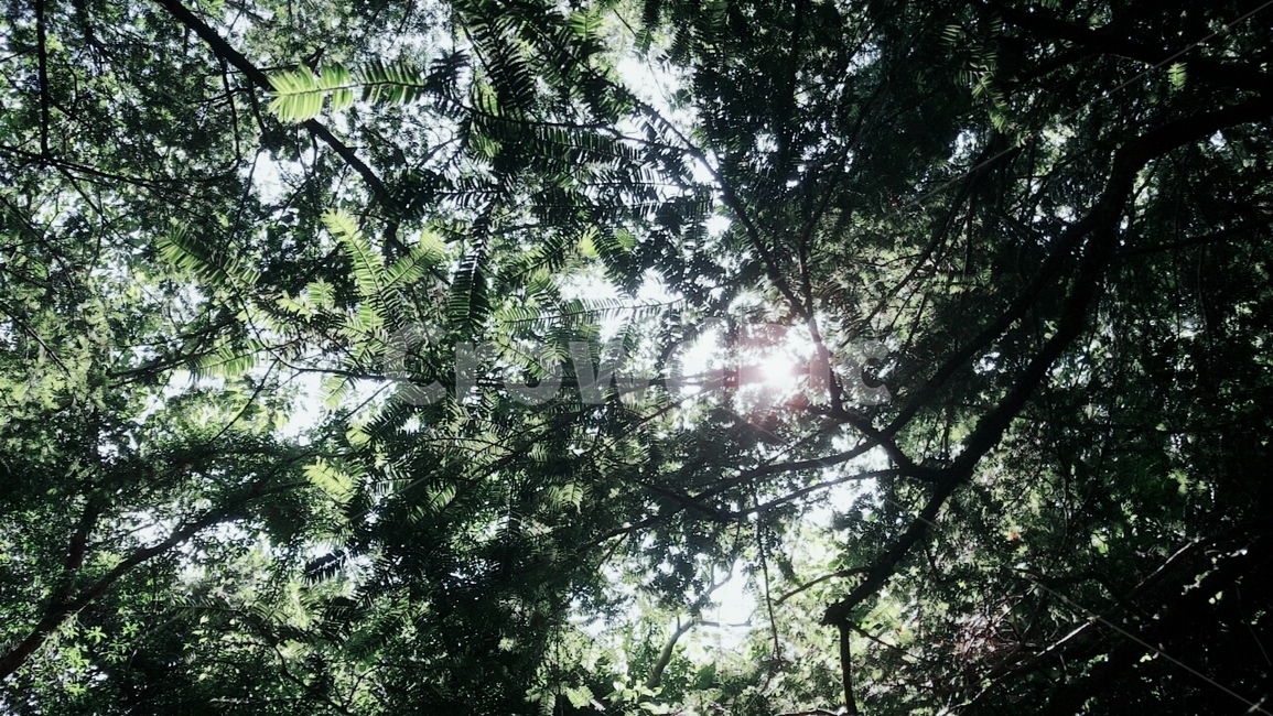 숲,나무,제주도,휴양림,자연,산림,풍경,자연,풍경,nature,landscape,식물,plants,vegetation,초목,plant,light,빛,flare,플레어