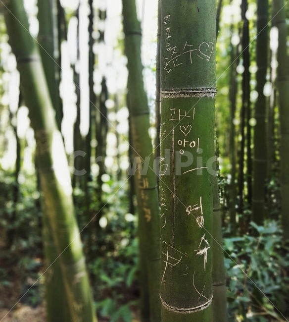 담양,여행,죽녹원,대나무,대나무숲,이름,추억,행복,기억,흔적,식물,자연,plants,nature