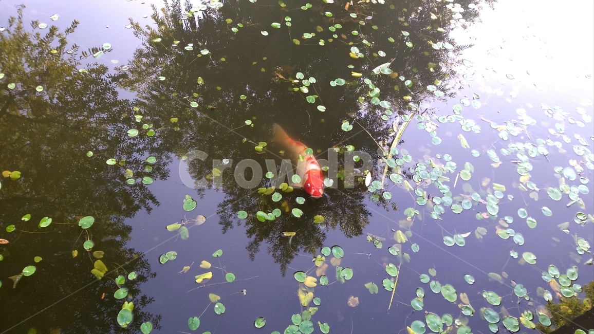 연못,잉어,비단잉어,물고기,개구리밥,부평초,pond,carp,fish,duckweeds,어류,물고기,fish