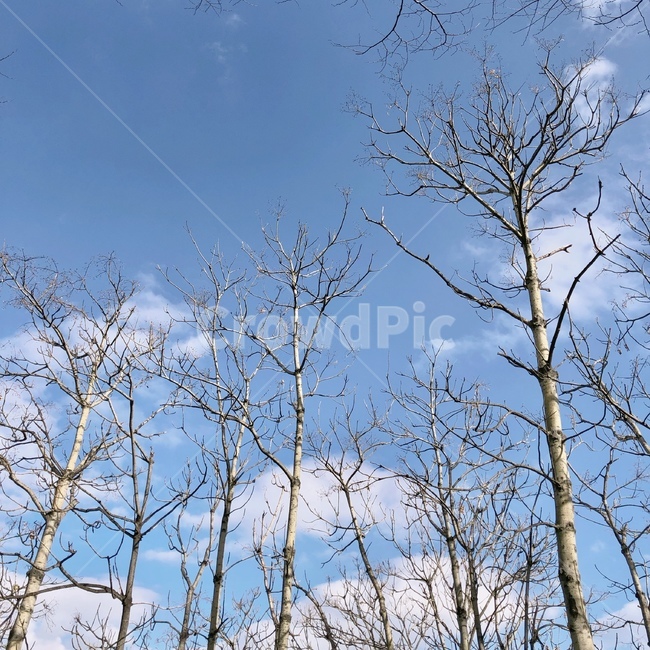나무,하늘,구름,겨울,겨울하늘,맑음,겨울나무,식물,자연,plants,nature,꽃,flower