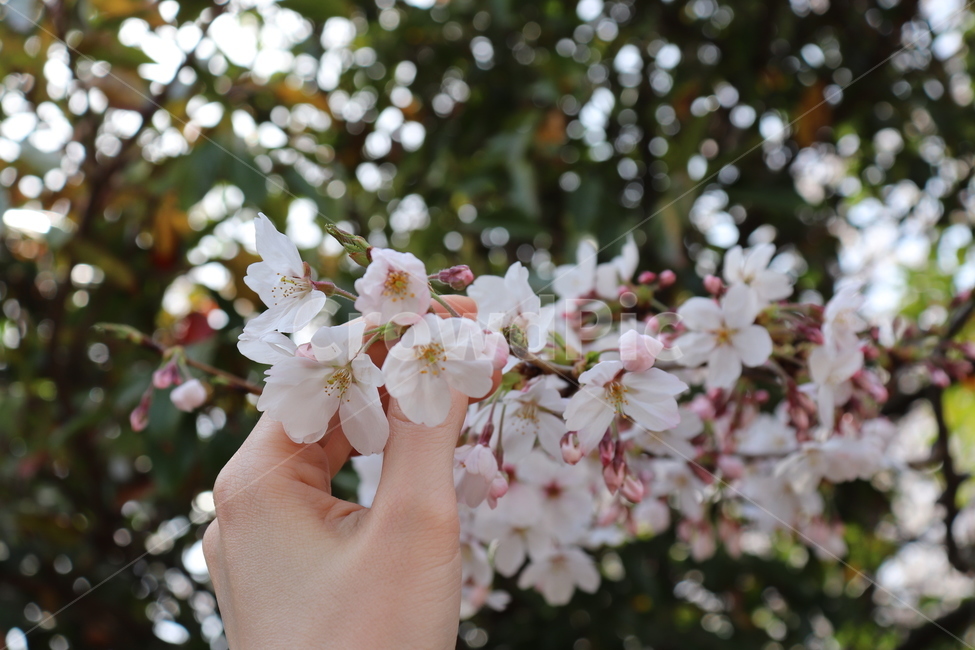 꽃,벚꽃,flower,cherryblossom,spring,봄,나무,tree,자연,식물,벚나무,꽃나무,4월,봄,계절,spring,season,식물,자연,plants,nature,꽃,flower,plant,blossom,cherry blossom