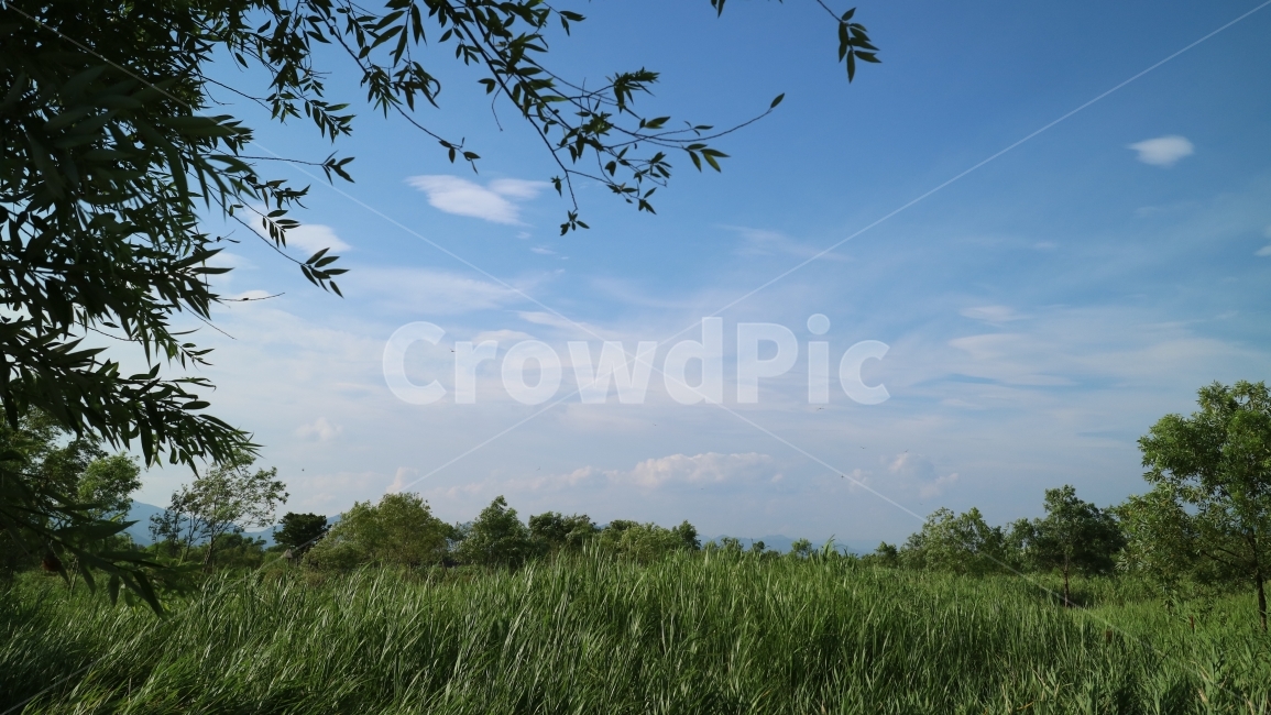 하늘,풍경,자연,풀,숲,잔디,구름,바탕화면,공원,sky,clouds,nature,자연,풍경,nature,landscape,outdoors,옥외