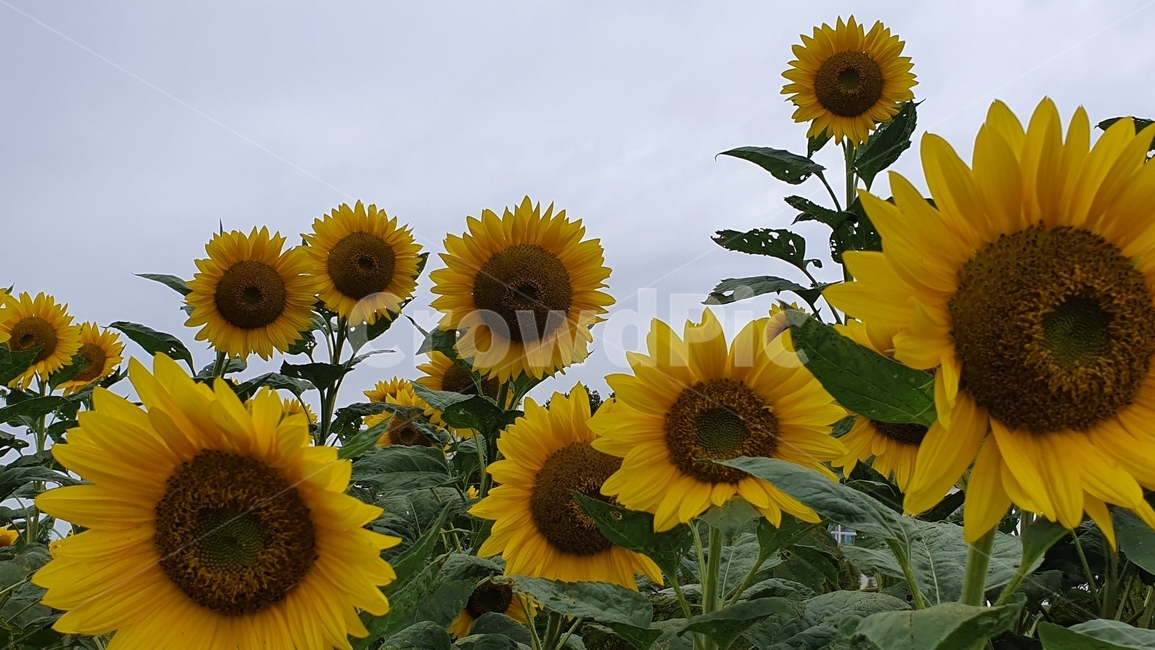 식물,plant,flower,해바라기,sunflower,여름,계절,summer,season,식물,자연,plants,nature,꽃,flower,blossom