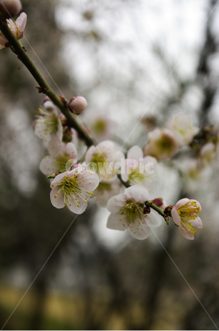 꽃,flower,매화,봄,spring,계절,식물,plant,식물,자연,plants,nature,꽃,flower