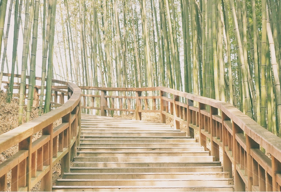 대나무,계단,bamboo,stair,담양,죽녹원,자연,풍경,nature,landscape,감성,sensible,feeling,plant,식물