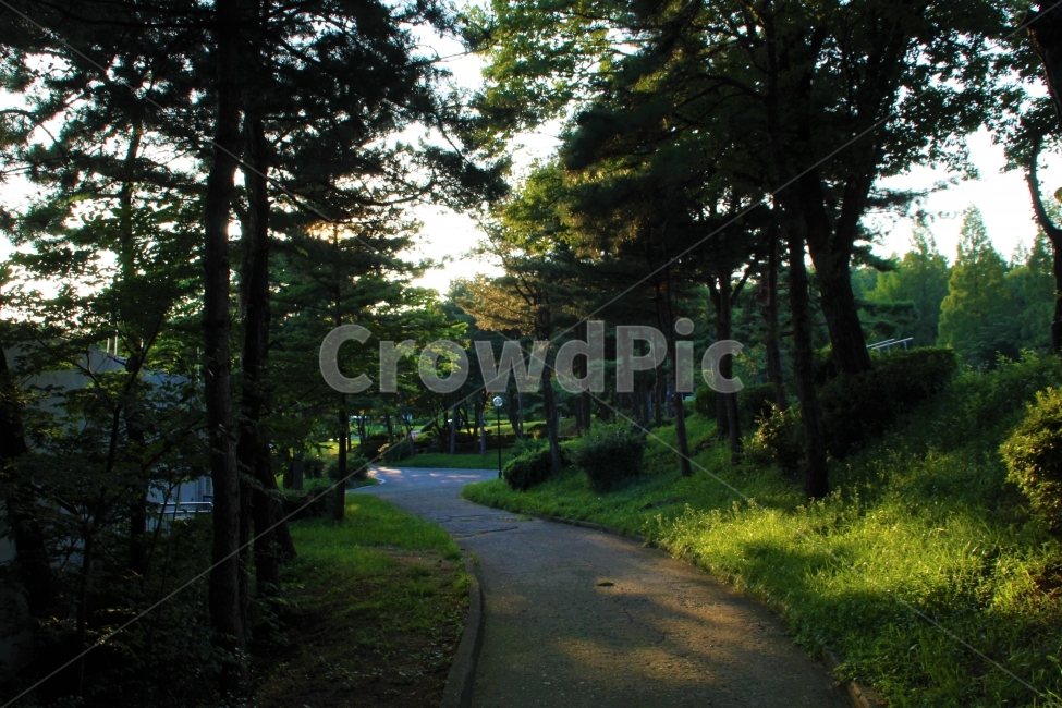 길,나무,그늘,골목,저녁,자연,풍경,nature,landscape,식물,plants,나무,trees,wood,tree,plant