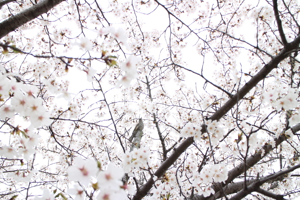 봄,벚꽃,봄꽃,벚꽃놀이,벚꽃축제,봄,계절,spring,season,식물,자연,plants,nature,꽃,flower,plant,blossom