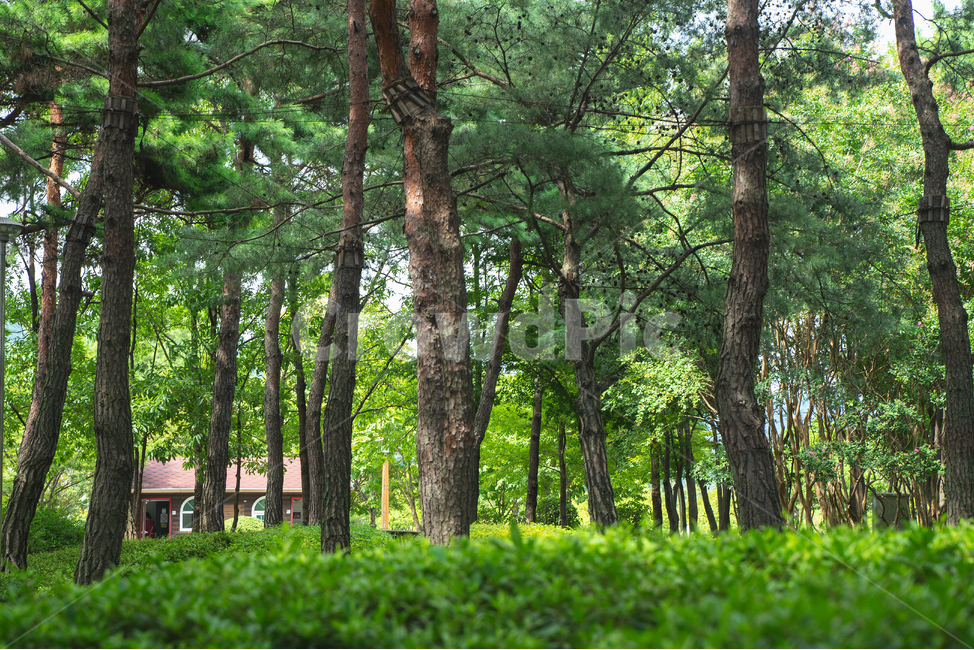 공원,숲,나무,하늘,휴식,자연,풍경,nature,landscape,식물,plants,나무,trees,wood,휴식,힐링,rest,relaxation,healing,tree,plant,tree trunk,나무 줄기
