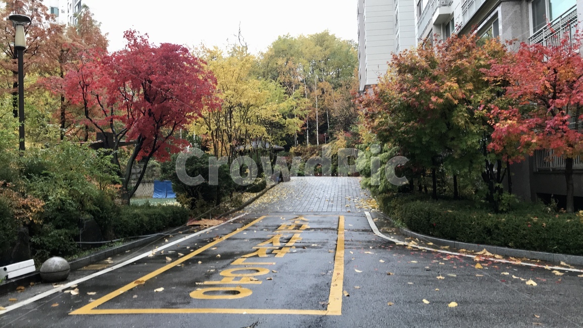 단풍,낙엽,maple,가을,autumn,붉은색,적색,노랑색