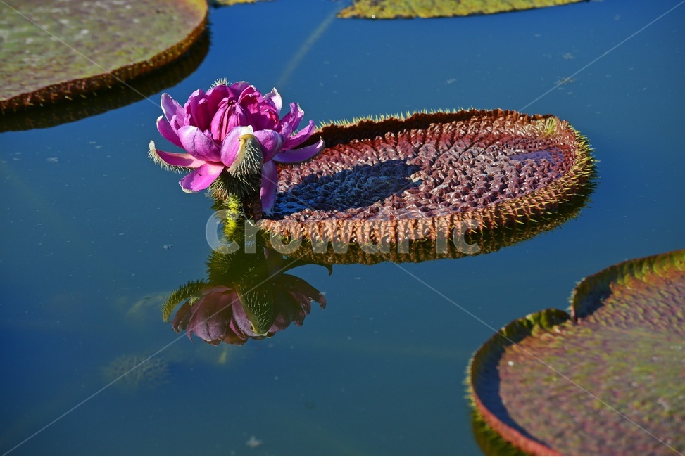 flower,plant,식물,blossom,꽃,연,연자,연밥,연잎,빅토리아연,빅토리아연꽃,반영,빅토리아연잎,식물,자연,plants,nature,꽃,flower