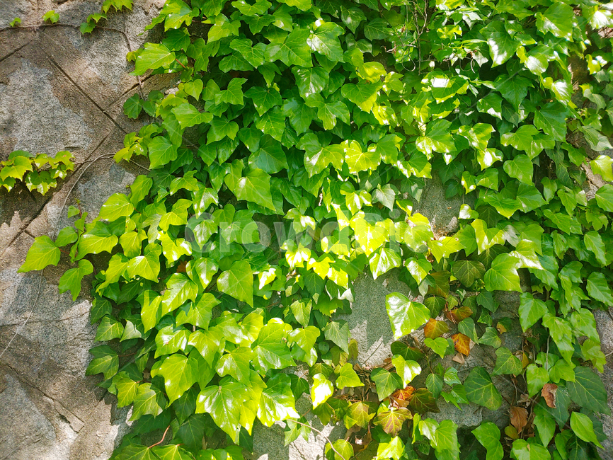 담벼락,벽,덩굴식물,담쟁이덩굴,덩굴,climbingplant,wall,식물,자연,plants,nature