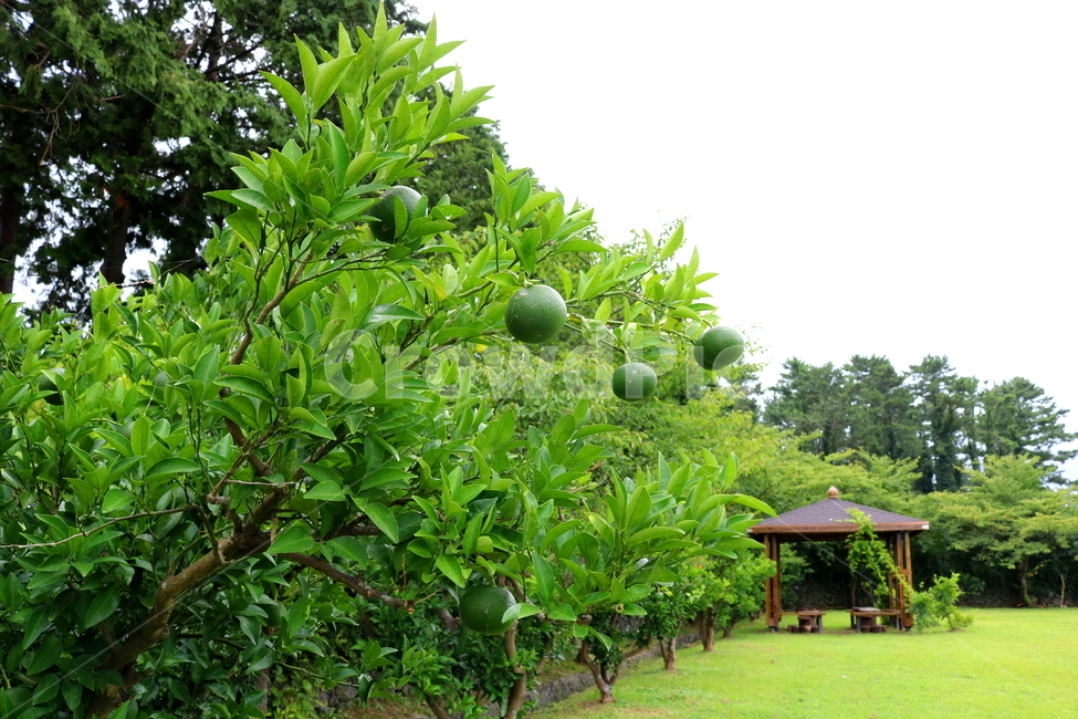 나무,귤,감귤,감귤나무,식물,과일,밀감,자연,풍경,nature,landscape,식물,plants,나무,trees,wood,plant