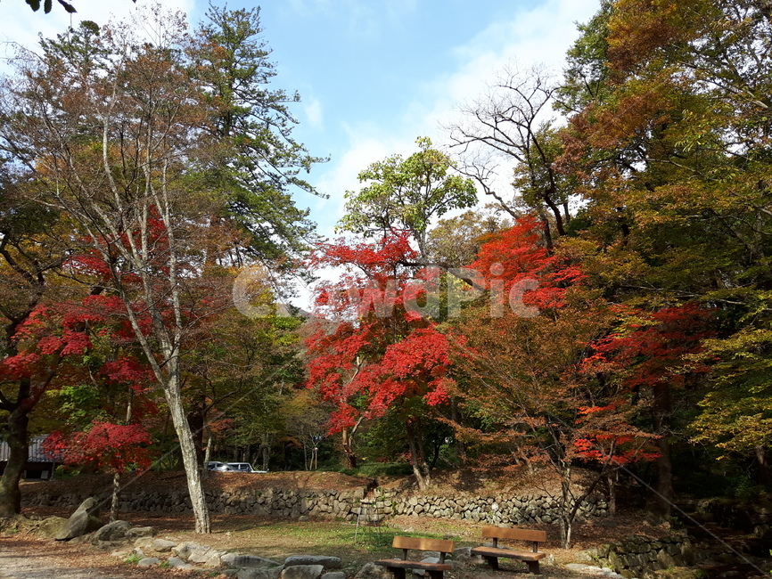 단풍,가을,tree,식물,나무,가을,계절,fall,autumn,season,자연,풍경,nature,landscape,식물,plants,나무,trees,wood