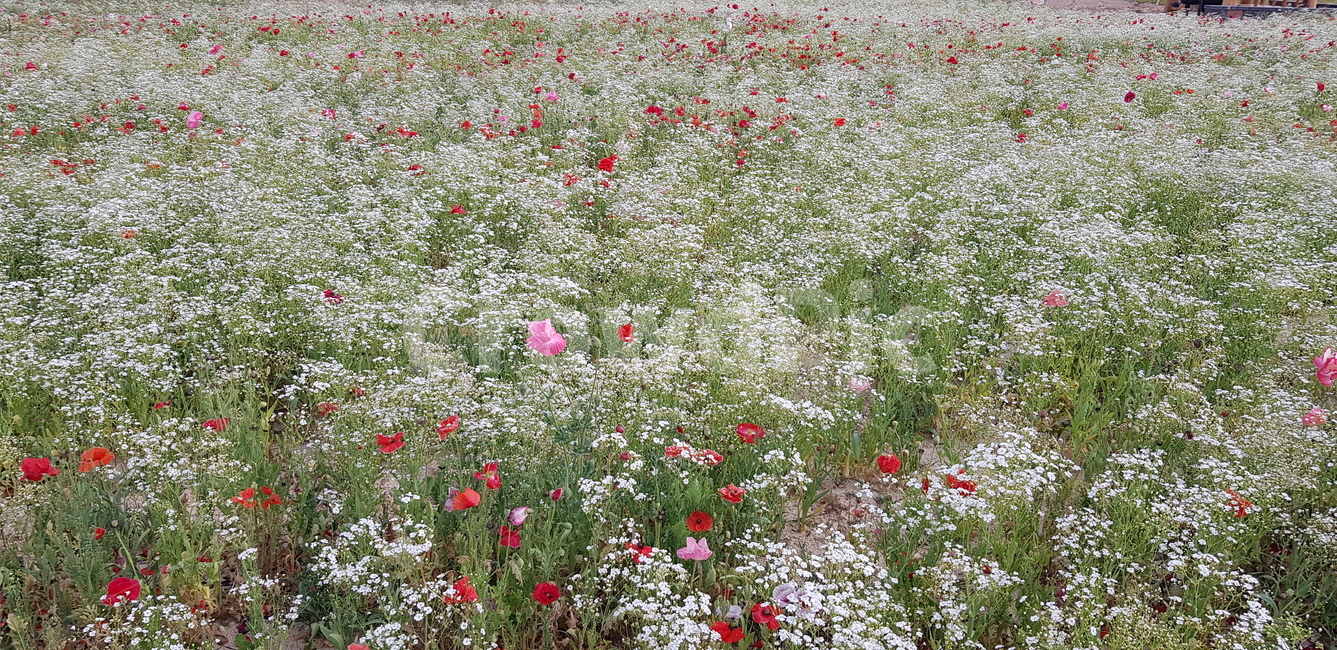 wild flowers,flower garden,Emotion,summer,flower