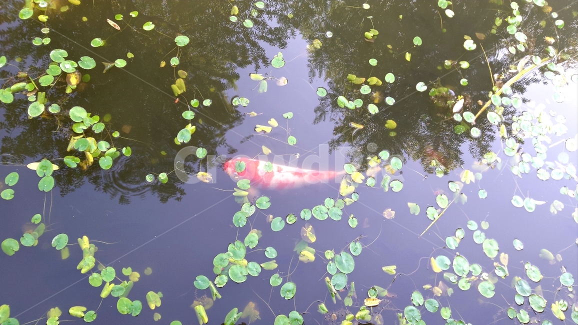 연못,잉어,비단잉어,물고기,개구리밥,부평초,pond,carp,fish,duckweeds,어류,물고기,fish