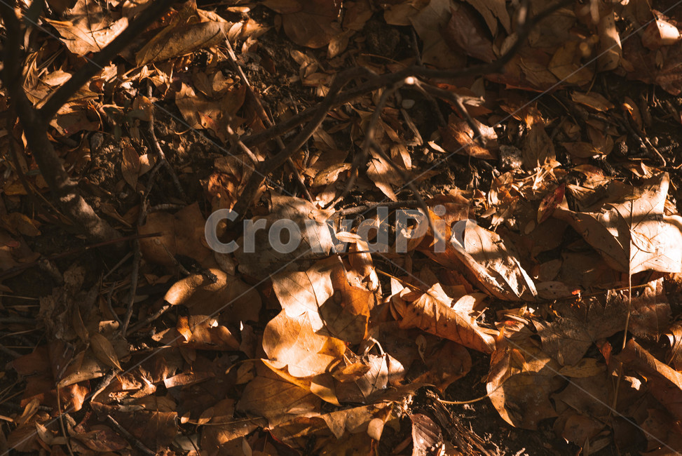 가을,배경,가을느낌,자연,자연풍경,가을배경,leaf,잎,plant,식물,가을,계절,fall,autumn,season,식물,자연,plants,nature