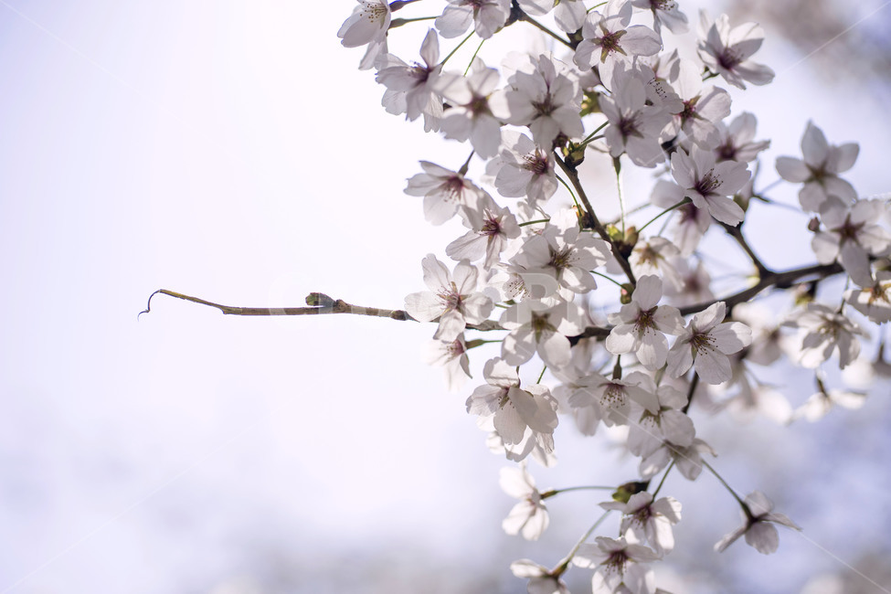 봄,spring,벚꽃,cherrybloossom,flower,꽃,나무,자연,식물,봄,계절,spring,season