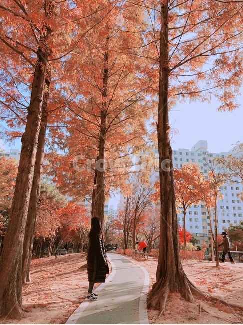 가을,가로수,단풍,가을나무,여성