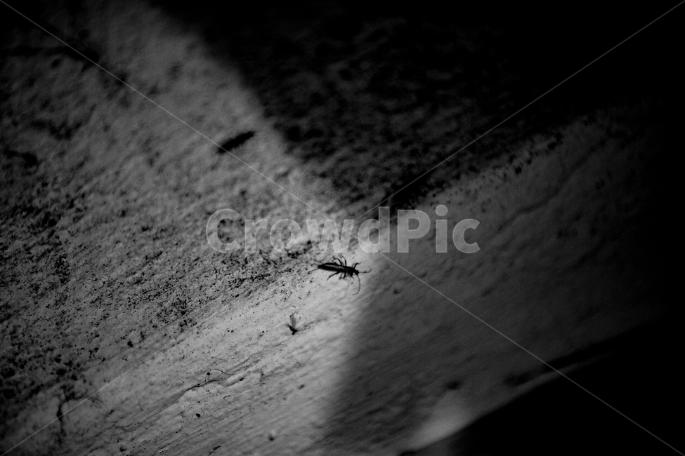 흑백,흑백사진,감성사진,빈티지느낌,빈티지감성,벌레,그림자,흑백,모노톤,monochrome,black and white