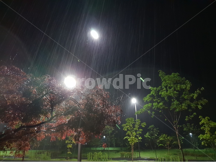 야경,나무,풍경,비,여름,가로등,비,비오는날,rain,rainy