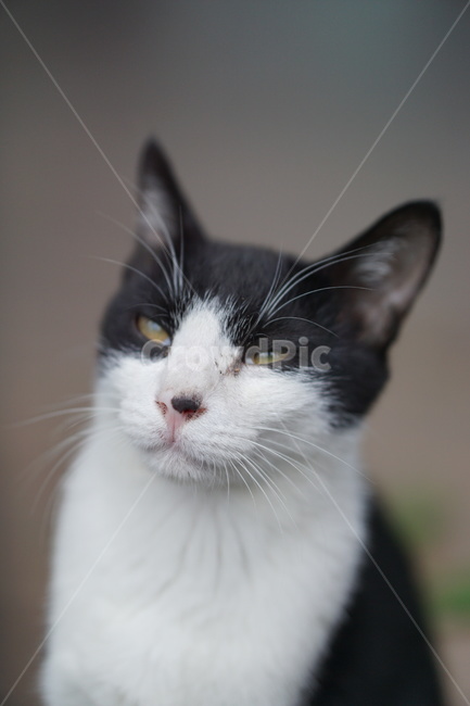 고양이,얼룩이,동물,포유류,펫,애완동물,눈동자,산책,길거리,동물,animal,포유류,mammal,고양이,cat,kitten,kitty