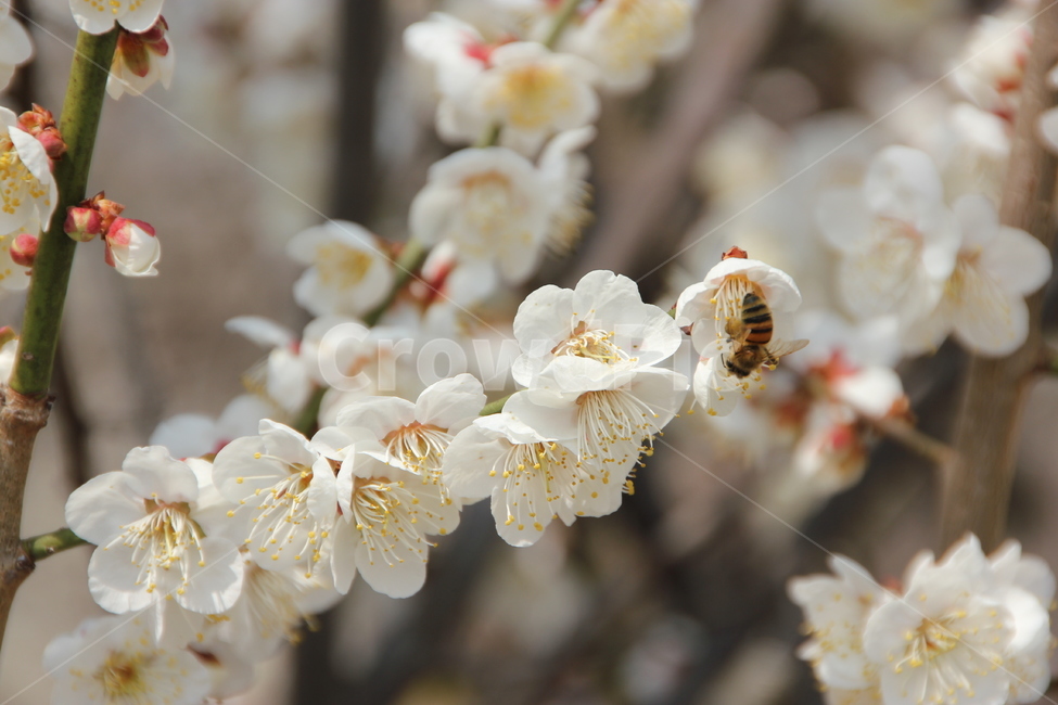 꽃,꿀벌,매화꽃,자연,풍경,봄,계절,spring,season,식물,자연,plants,nature,꽃,flower,동물,animal,곤충,벌레,insect,bug,plant