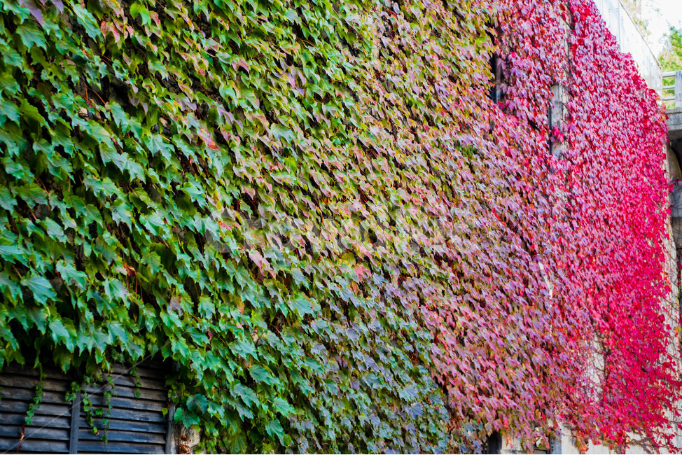 자연,풍경,단풍,가을,낙엽,가을,계절,fall,autumn,season,plant,식물