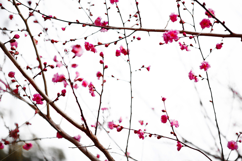 봄,매화,매화꽃,홍매화,매화마을,꽃봉우리,봄꽃,개화,봄,계절,spring,season,식물,자연,plants,nature,꽃,flower,plant,blossom,cherry blossom,벚꽃