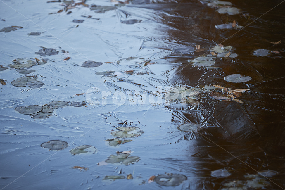 얼음,연못,추운날,초겨울,water,물,outdoors,옥외,가을,계절,fall,autumn,season