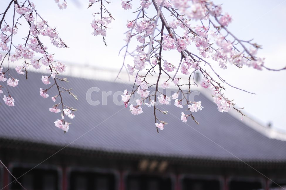 경복궁,벚꽃,봄,감성,색감,하늘,궁,처마,봄,계절,spring,season,한국전통,한국문화,korean traditional,korean culture,식물,자연,plants,nature,꽃,flower,감성,sensible,feeling,색깔,색상,색채,색감,color sense,color sensitivity,feeling of color,plant,blossom,cherry blossom
