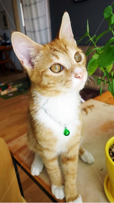 고양이,cat,동물,pet,고양이방울,동물,animal,포유류,mammal,고양이,cat,kitten,kitty