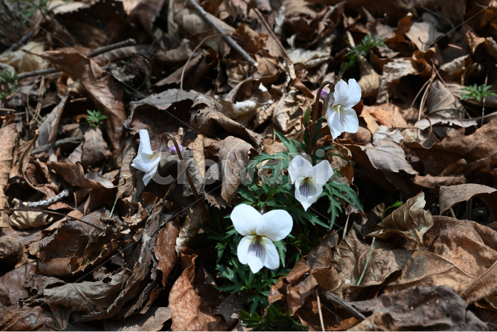 남산제비꽃,야생화,봄꽃,viola,흰꽃,주왕산,식물,자연,plants,nature,꽃,flower