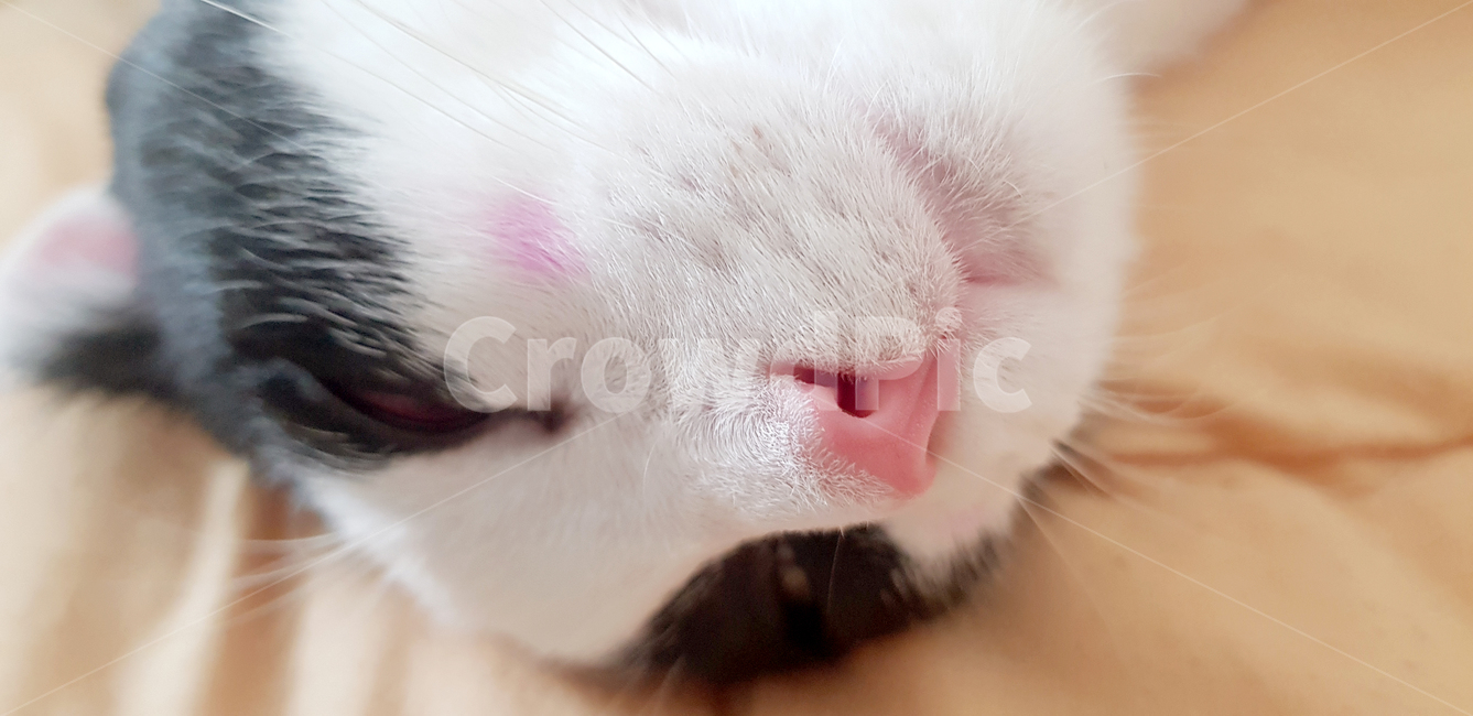고양이,고양이코,핑크코,핑크볼터치,볼터치,볼터치냥,cat,pet,반려동물,반려묘