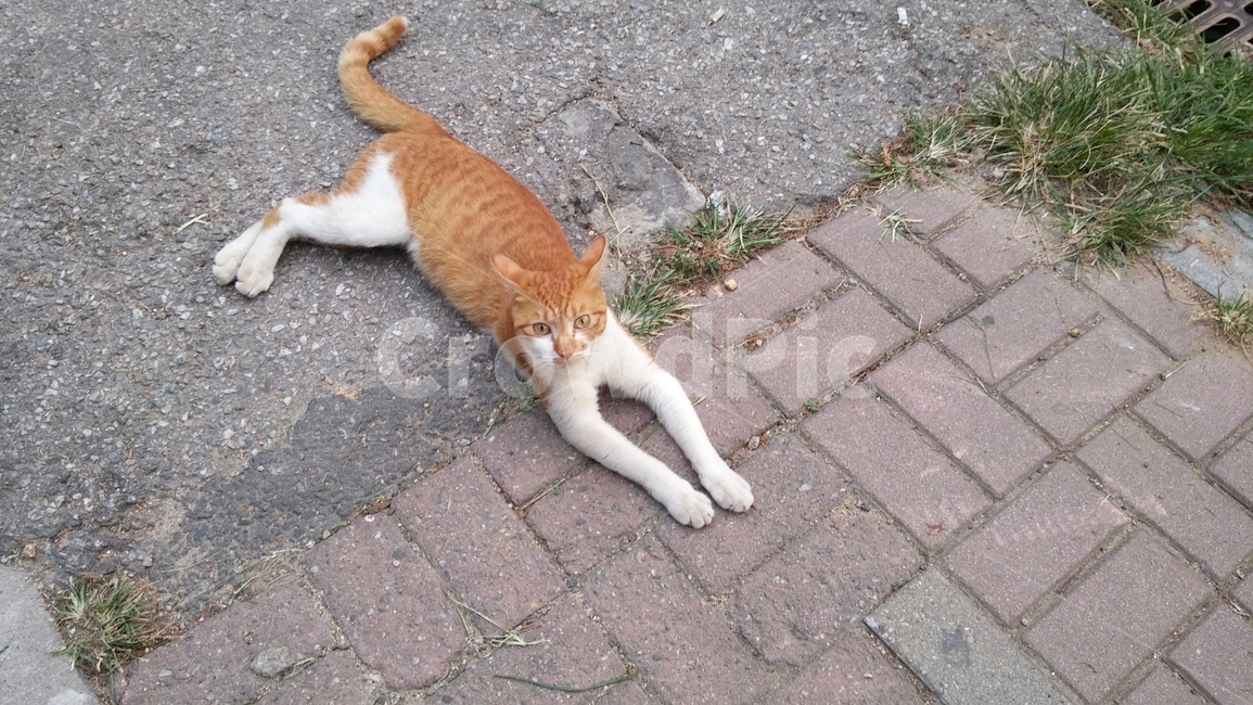 고양이,길냥이,길고양이,동물,cat,cute,미묘,야생고양이,생명,야옹,반려동물,동물,animal,포유류,mammal,고양이,cat,kitten,kitty