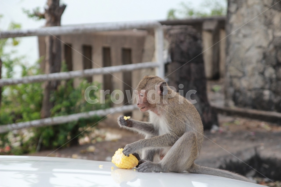 원숭이,monkey,동물,animal,공원,동물,animal,포유류,mammal