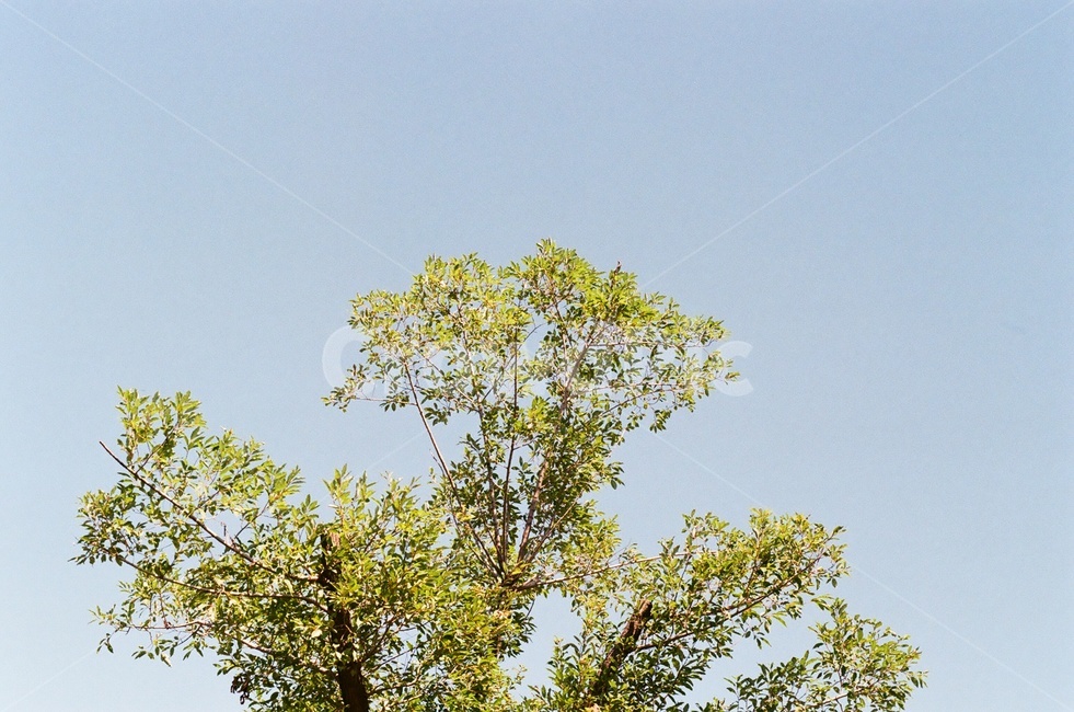 하늘,나무,청명,sky,tree,식물,자연,plants,nature,나무,trees,wood