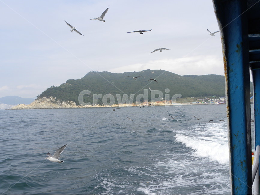 갈매기,바다,섬,바다풍경,유람선,seagull,sea,island,cruiseship,seapictures,자연,풍경,nature,landscape,동물,animal,조류,새,birds,bird,adventure,모험,leisure activities,레저 활동