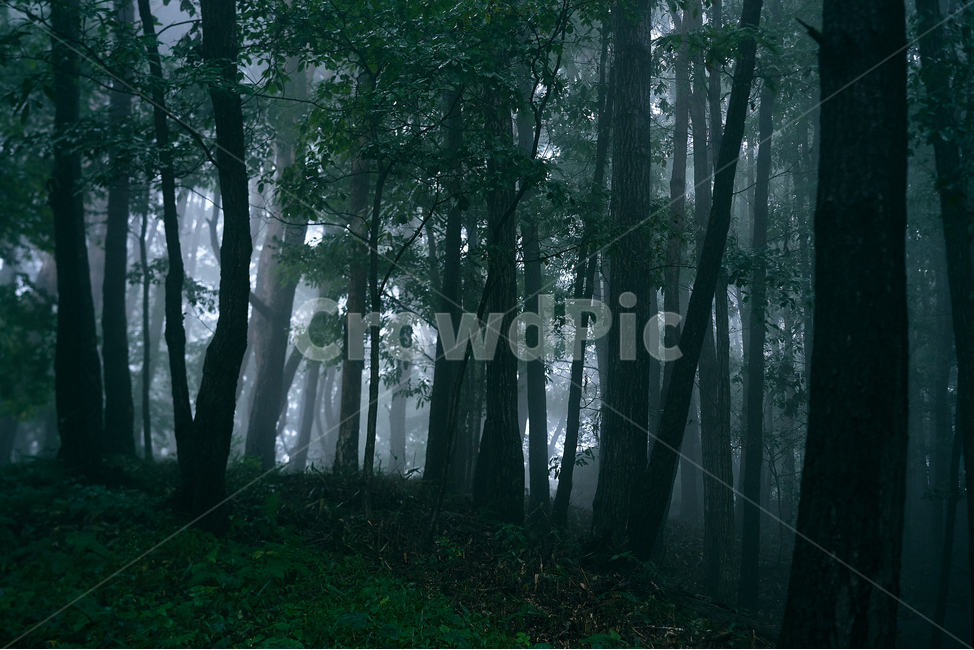 나무,어둠,음산,숲,안개,공포,자연,nature,outdoors,옥외,weather,날씨,나무,trees,wood,비,비오는날,rain,rainy