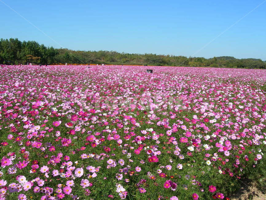 꽃,코스모스,가을,분홍,꽃밭,자연,식물,공원,flower,cosmos,autumn,pink,park