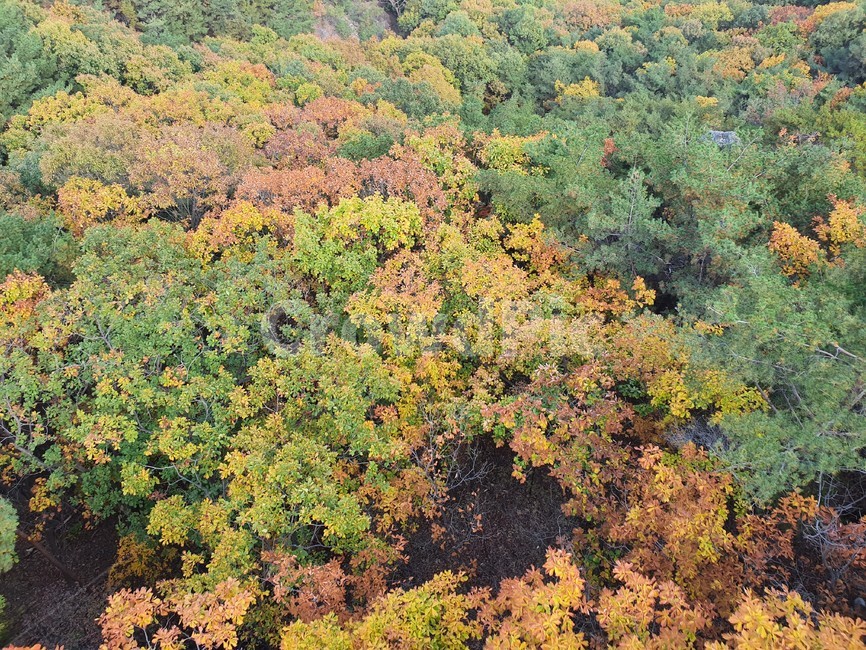 nature,자연,단풍,산,가을,autumn,단풍나무,가을산,계절,tree,나무,풍경,가을,계절,fall,autumn,season,자연,풍경,nature,landscape
