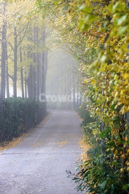 가을,은행나무,단풍,낙엽,나무,자연,식물,풍경,안개,자연풍경,감성,nature,fall,autumn,trees,yellow,은행나무길,green,가을,계절,fall,autumn,season