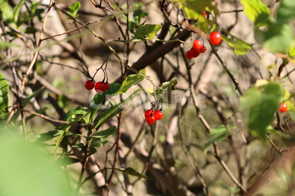 배풍등,나무,열매,배풍등나무,자연,가지과,붉은열매,가을,식물,자연,plants,nature